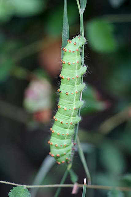 Larva di Saturnia pyri????